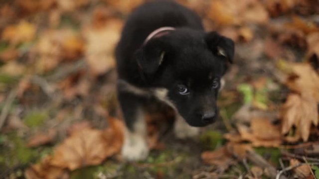 Little puppy walks in autumn