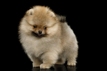 Obraz premium Groomed miniature Pomeranian Spitz puppy Standing on black isolated background, side view