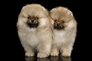Obraz premium Two Groomed miniature Pomeranian Spitz puppies Standing on black isolated background, front view