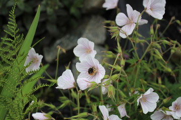Bee on Kashmiri White Geranium