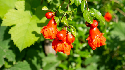 Flowering pomegranate tree