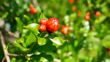 Flowering pomegranate tree.