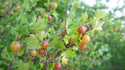 Gooseberry fruit in the garden. Gooseberry Harvest