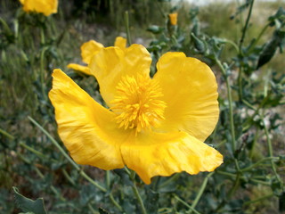 Fototapeta premium glaucium flavum crantz