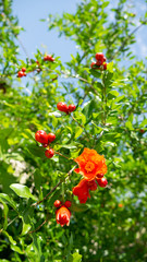 Pomegranate flower. Pomegranate tree