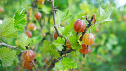 Gooseberry fruit in the garden. Gooseberry Harvest