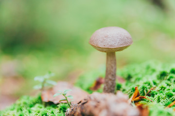 Edible small mushroom with brown cap Penny Bun leccinum in moss autumn forest background. Fungus in the natural environment. Big mushroom macro close up. Inspirational natural summer or fall landscape