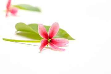 Cute little flower and green leave on white background for copy space, natural light background concept