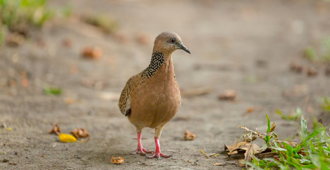 A Spotted dove Bird walking on the land finding food on a worm day, Panoramic view, comom city bird in Thailand, Natural background