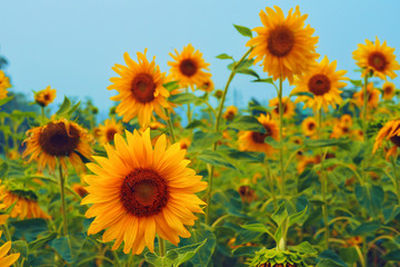 Fototapeta premium Sunflowers field blooming in the morning.