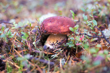 big white mushroom grows in the Northern forests of Russia in autumn,blurred background
