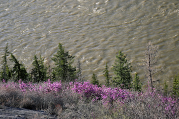 Pink bush of a rhododendron in mountains of Altai.