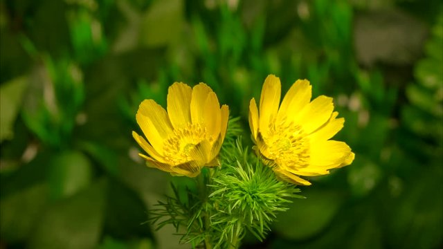 Timelapse flowers Pheasant's eye (Adonis vernalis) blooming flourishing on natural background