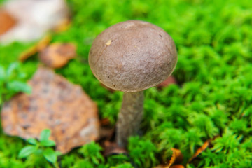 Edible small mushroom with brown cap Penny Bun leccinum in moss autumn forest background. Fungus in the natural environment. Big mushroom macro close up. Inspirational natural summer or fall landscape