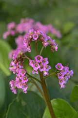 Obraz premium The medicinal plants. The flowers and the leaves of Bergenia Cardifolia Spike. The focus is soft, the background is blurred.