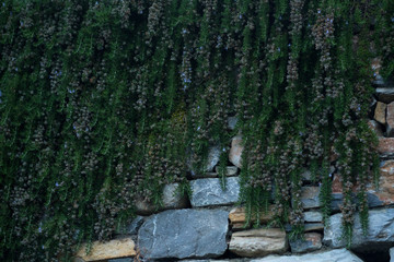 over the garden wall