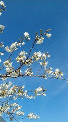 Tree Blossom and Blue Sky