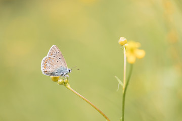 butterfly on yellow flower