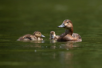 Common pochard, female with duckling (Aythya ferina)