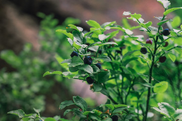 Blueberries