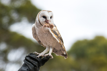 Cute barn owl, Tyto alba, with large eyes sitting on the leather glove caught a mouse and eats her. Owl hunter with a mouse in a beak.