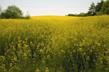 Fototapeta premium yellow canola flowers