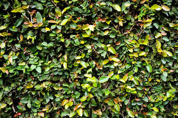 Green Leaves background.Nature of green leaves. Green leaf texture or leaf background. Tree leaves nature background.