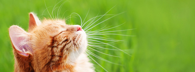 Cat in green grass - banner - web header template - website simple design - Powered by Adobe