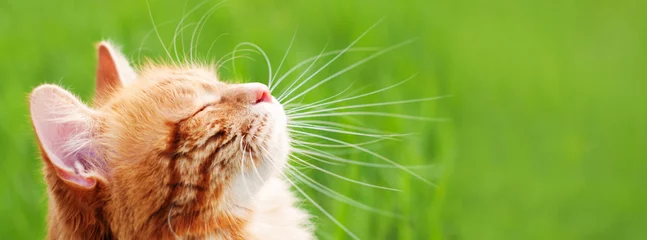 Fototapeten Cat in green grass - banner - web header template - website simple design © Melashacat