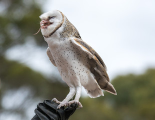 Cute barn owl, Tyto alba, with large eyes sitting on the leather glove caught a mouse and eats her....