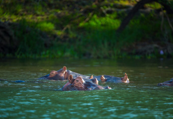 COMMON HIPPO (Hippopotamus amphibius), Zambezi river, Victoria Falls or Mosi-Oa-Tunya, Zambia and ...
