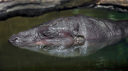 Pigmy hippopotamus popping out of the water. Latin name - Hexaprotodon libiriensis