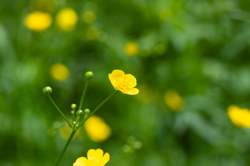 Yellow buttercups on the green meadow at summer
