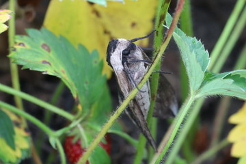 Owlet moth on strawberry bush. Moth of noctuidae family. Photo with a local focus on the eye 