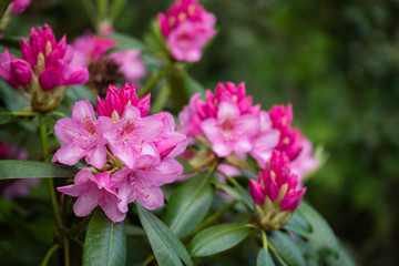 Pink rhododendron flowers in the park, Finland
