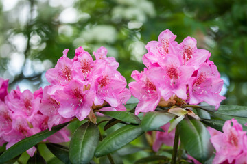 Fototapeta premium Pink rhododendron flowers in the park, Finland