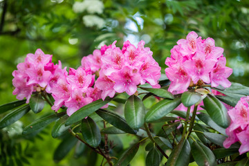 Pink rhododendron flowers in the park, Finland