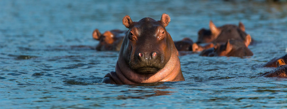 COMMON HIPPO (Hippopotamus amphibius), Zambezi river, Victoria Falls or Mosi-Oa-Tunya, Zambia and  Zimbabwe, Africa