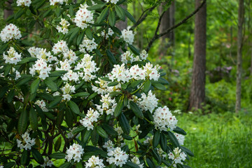 White rhododendron flowers on bush in the park, Finland