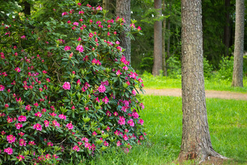 Pink rhododendron flowers on bush in the park, Finland