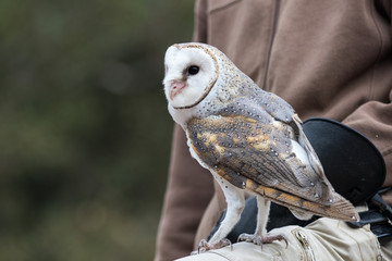 Cute barn owl, Tyto alba, with large eyes and face looks like a heart sitting on a lap of its...
