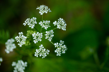 Macro of tiny white cow parsley flowers, selective focus with bokeh background. also known as wild chervil.