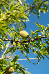 Green almond nuts ripening on tree, nature background with blue sky