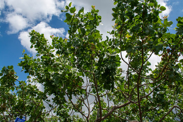 Cultivation of important ingredient of Italian cuisine, plantation of pistachio trees with ripening pistachio nuts near Bronte, located on slopes of Mount Etna volcano.