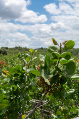 Cultivation of important ingredient of Italian cuisine, plantation of pistachio trees with ripening pistachio nuts near Bronte, located on slopes of Mount Etna volcano.