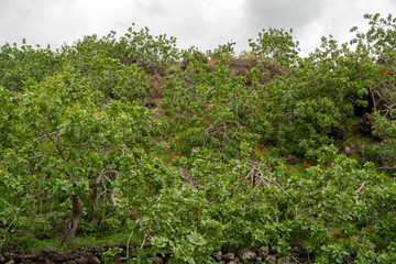 Fototapeta na wymiar Cultivation of important ingredient of Italian cuisine, plantation of pistachio trees with ripening pistachio nuts near Bronte, located on slopes of Mount Etna volcano.