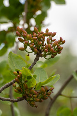 Cultivation of important ingredient of Italian cuisine, plantation of pistachio trees with ripening pistachio nuts near Bronte, located on slopes of Mount Etna volcano.