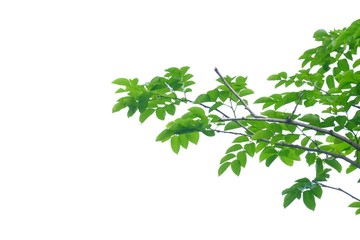 Tropical tree leaves with branches on white isolated background for green foliage backdrop 