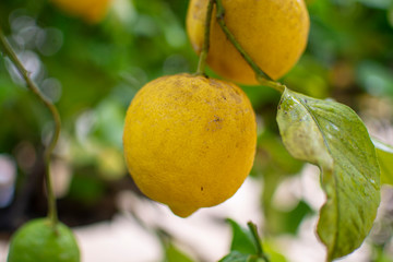 Ripe lemons citrus fruits hanging on lemon tree