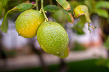 Unripe lemons citrus fruits hanging on lemon tree